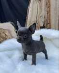 Sprzedam Suczkę Chihuahua