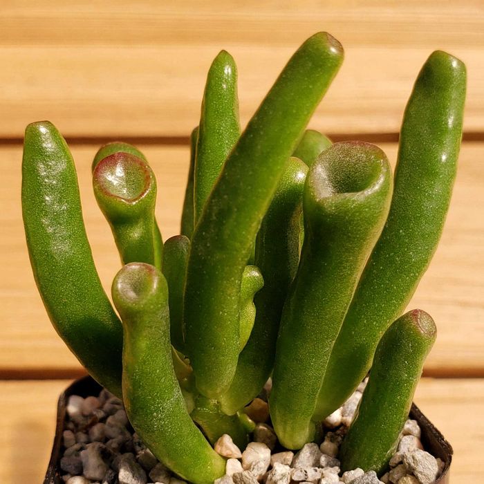 PROMOÇÃO Portes GRATIS Suculentas Catos Aranto Kalanchoe 7 Plantas