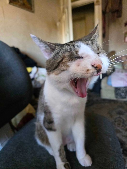 Віддам у добрі руки кішку на ім’я Тесі!