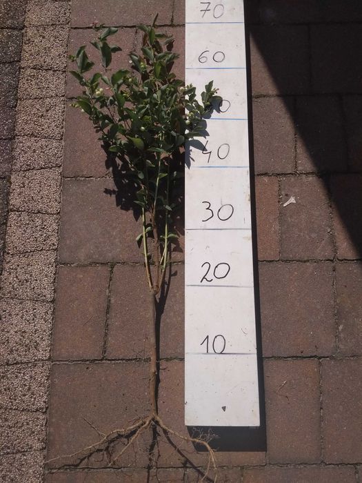 MIODODAJNA Śnieguliczka duże sadzonki