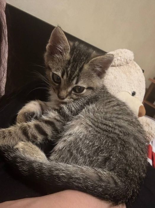 Віддам в добрі руки котика