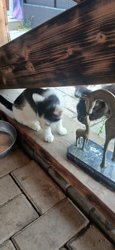 Oddam za darmo dwa kociaki