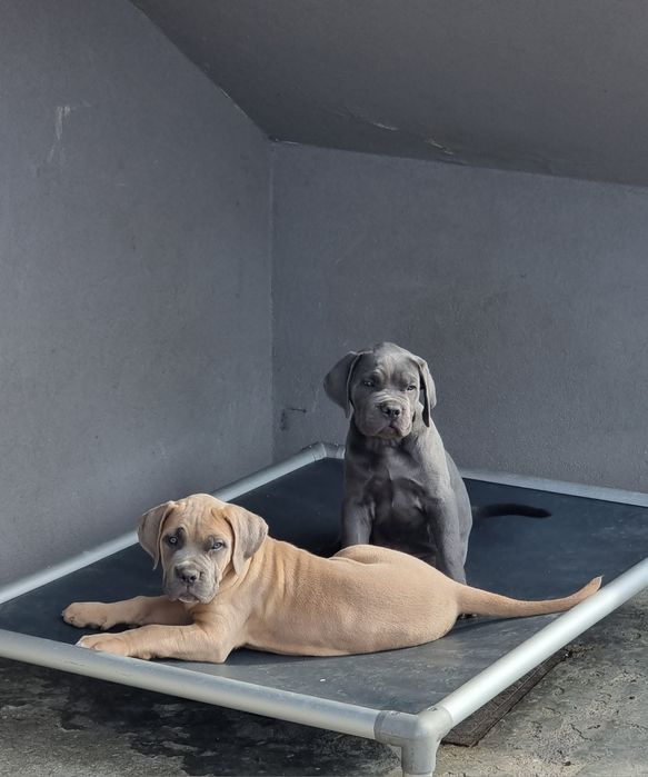 Cane corso Italiano Fomentino