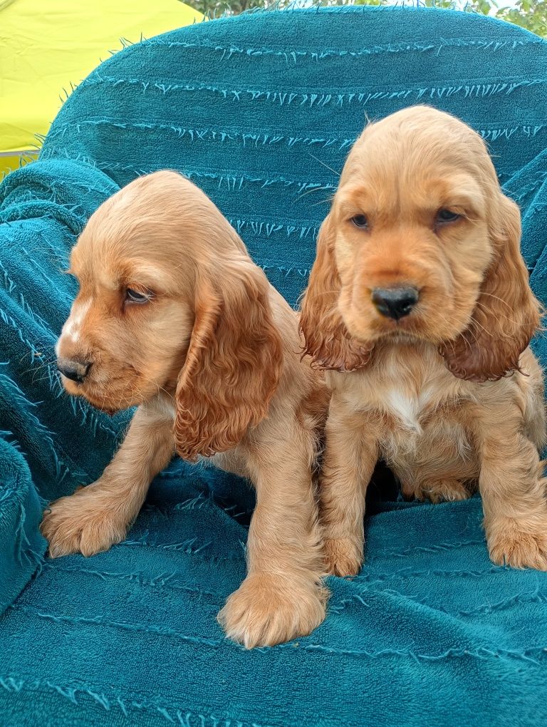 Cocker spaniel angielski