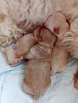Maltipoo szczeniaczek z rodowodem,chip, wyprawka