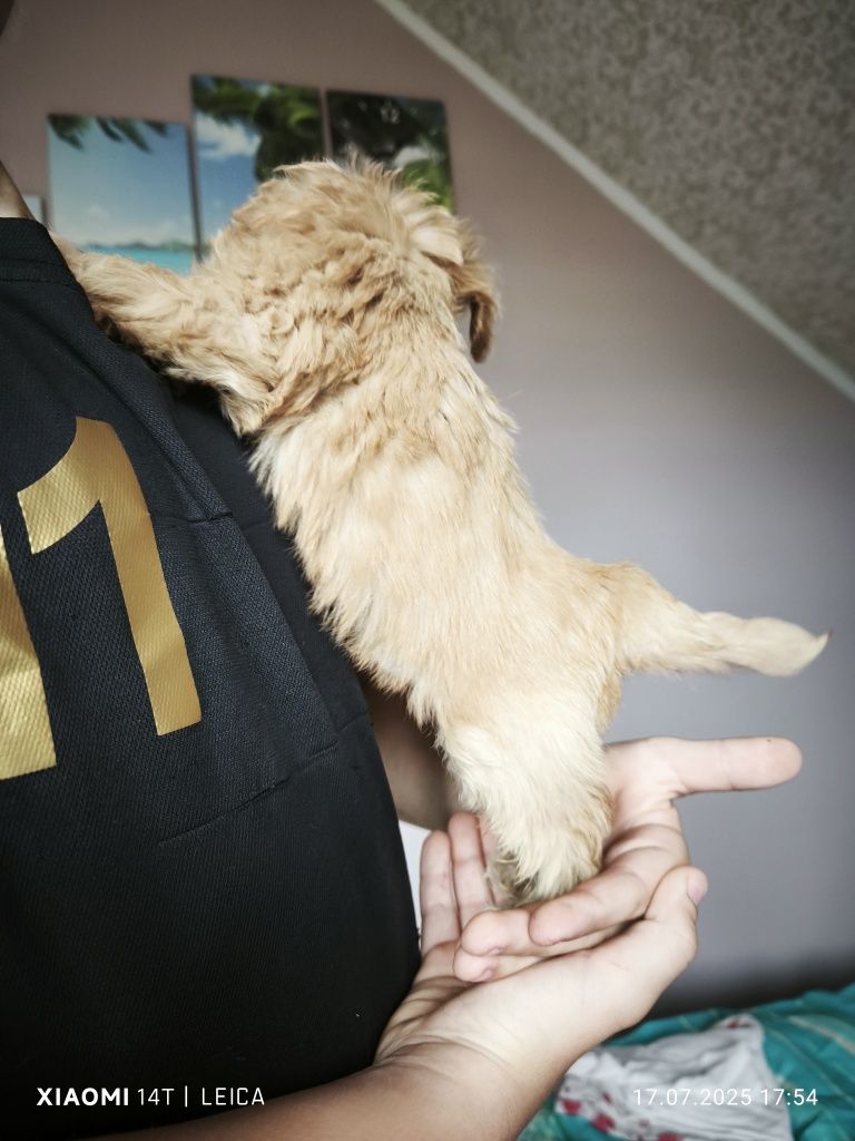 Piesek  Maltipoo