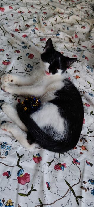 Łatka szuka nowego domu, dasz jej szansę na lepsze życie?