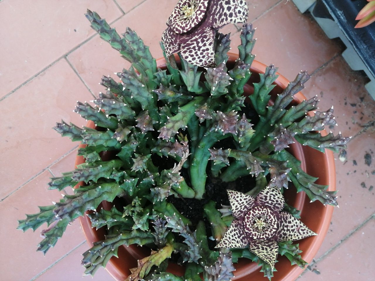 Suculenta, vaso com flores.