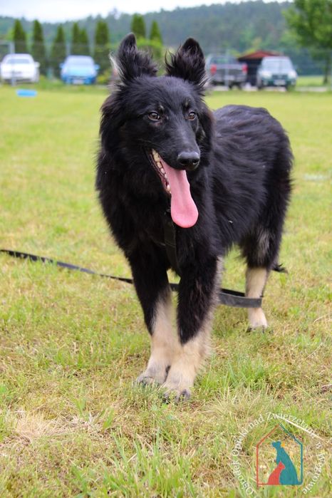 Noli 65/24 - SZUKA DOMU!