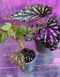 Begonia maculata czarna i Begonia królewska lub Begonia Shepherdii