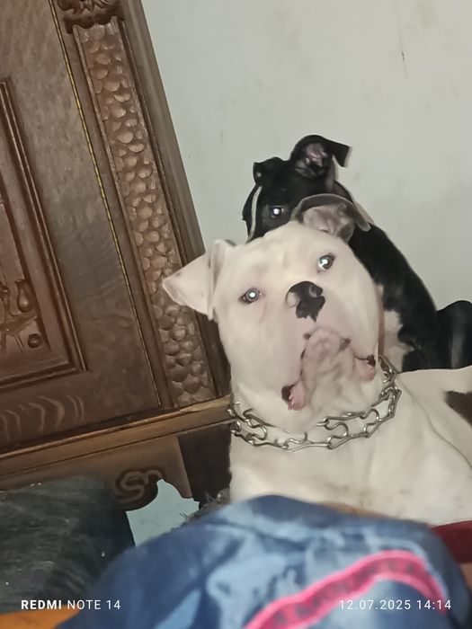 Pies roczny amstaff