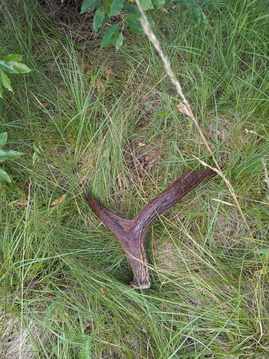 Poroże jelenia Rosocha Zrzut łosia poroże łosia jelenia parostki