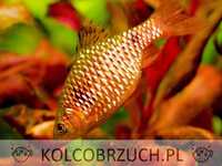 Brzanka różowa - Pethia conchonius - Barbus conchonius - dowóz