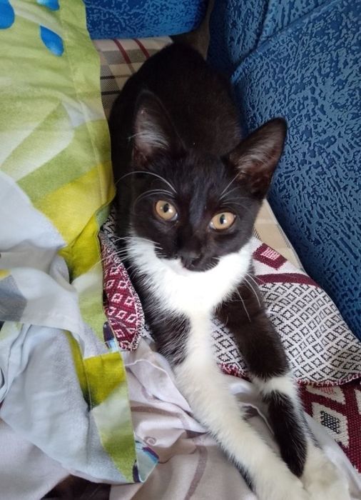 Отдам в добрые руки кота подростка.