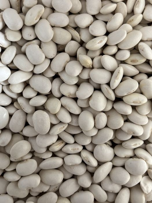 Fasola Jaś Biały prosto od producenta