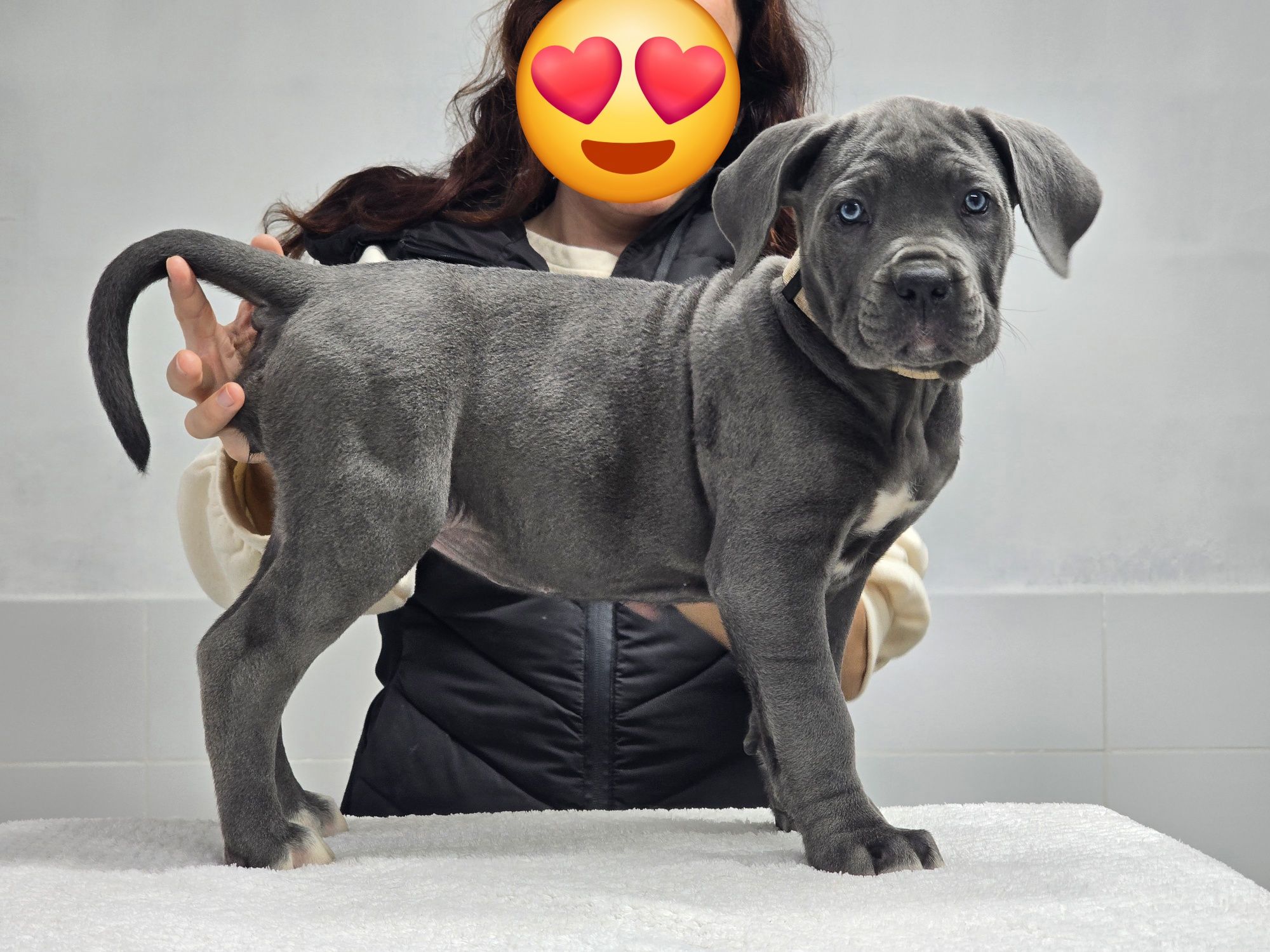 Cachorro Cane Corso Italiano
