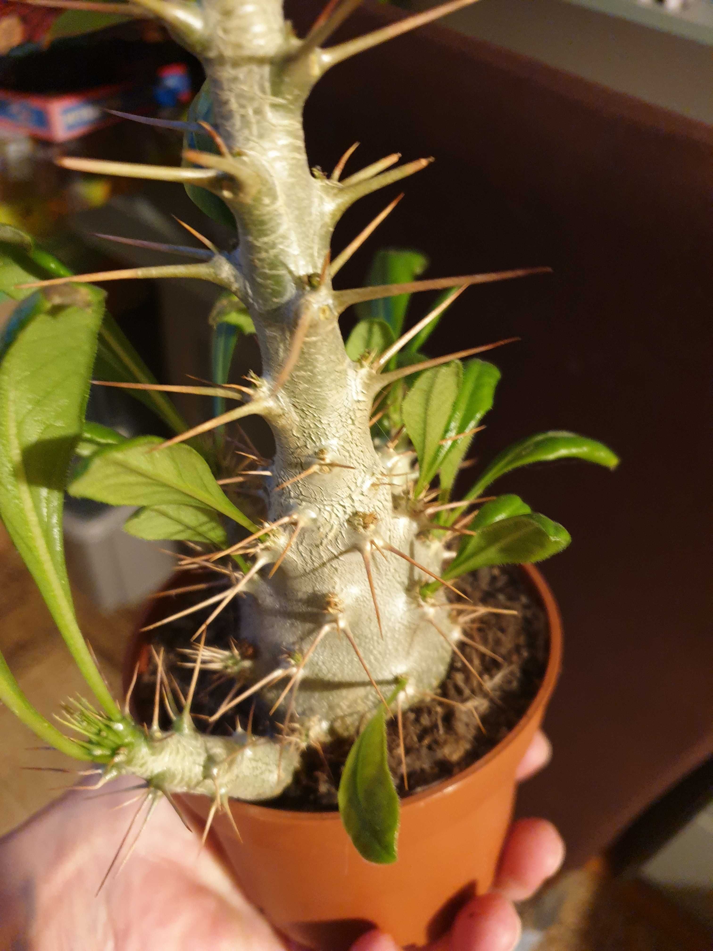 Pachypodium Saundersi