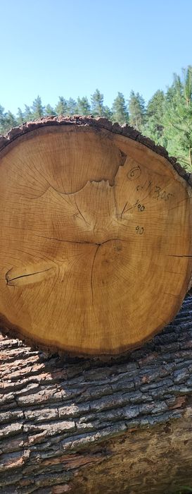 Dąb kłoda tartak kloc drewno drzewo tartaczka