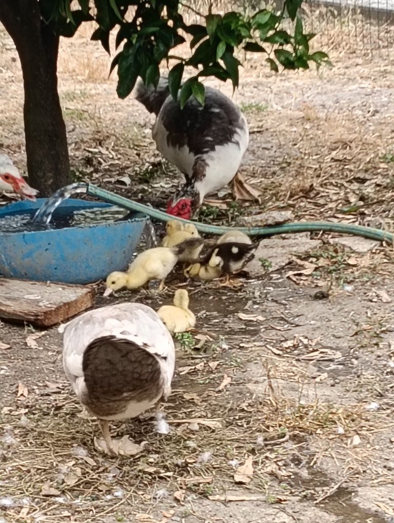Patos varias tamaños