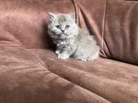 Kotka brytyjska liliowa, długowłosa, kot brytyjski