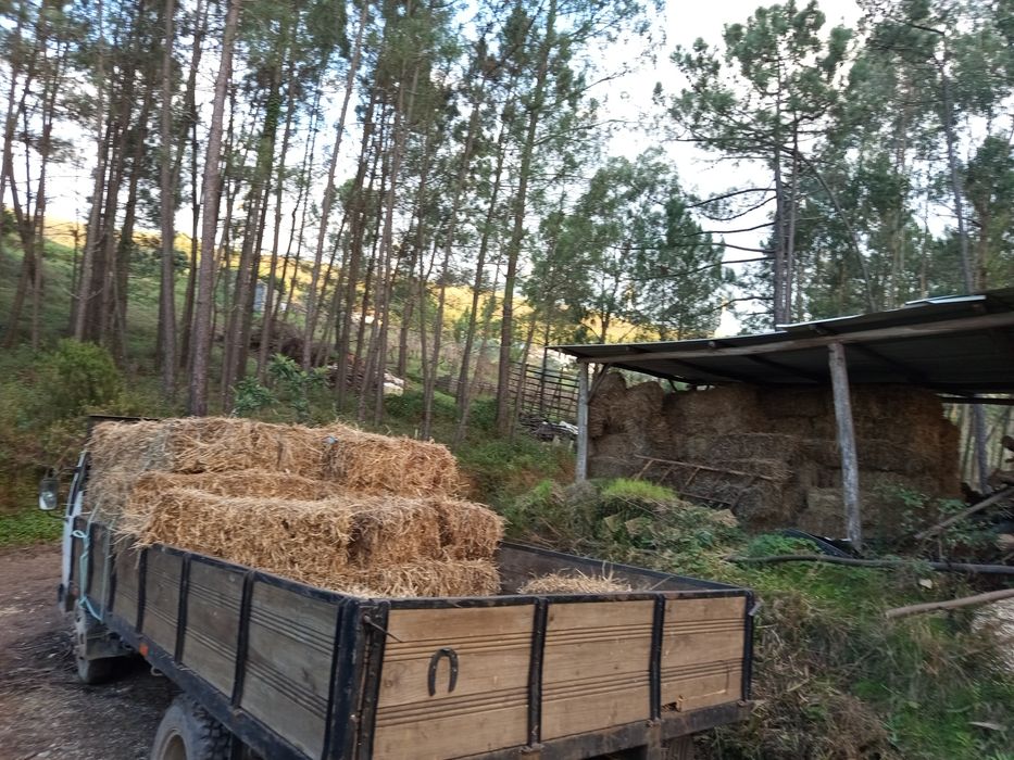 Palha de feno/azevem e aveia