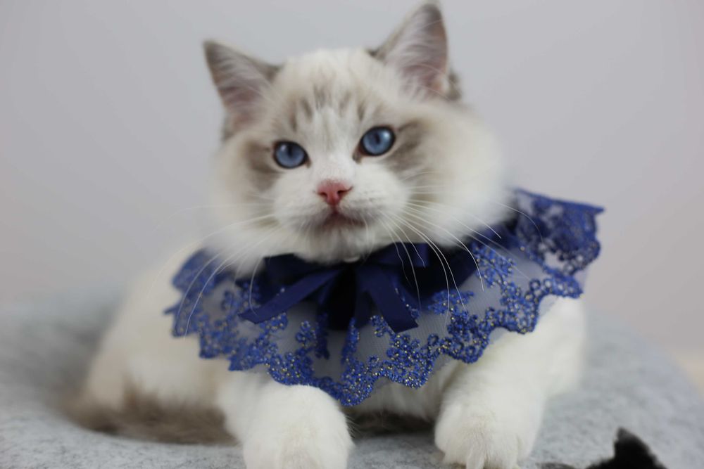 Słodki pręgusek Ragdoll z hodowli Castillo Cat