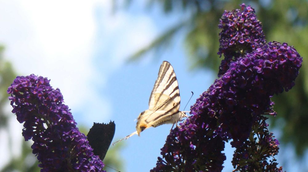 Budleja x2 kwiat motyli + świetny gratis!