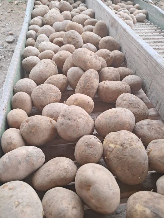 Ziemniak odmiany Soraya