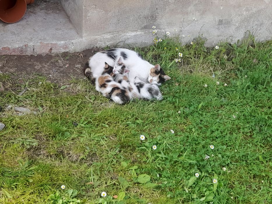 Oddam kotki w dobre ręce