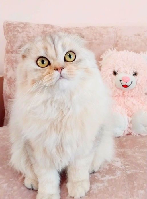 Ооочень ласковый котёночек Серебристый шиншилла фолдик