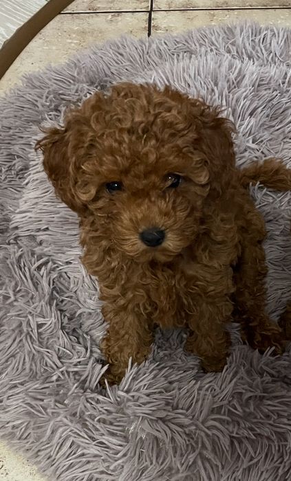 Suczka Pudel Toy Red