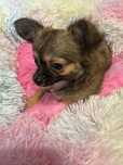 Chihuahua piesek