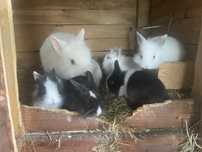 Kroliki miniaturki