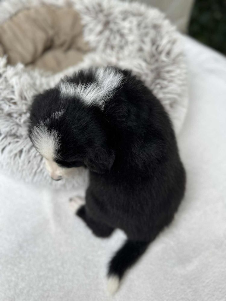 Piea Border Collie