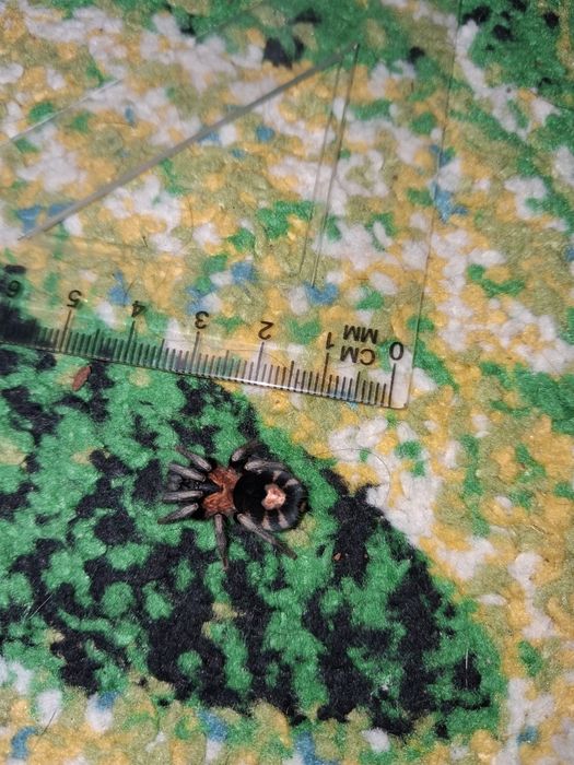 cyriocosmus elegans samica pająk ptasznik