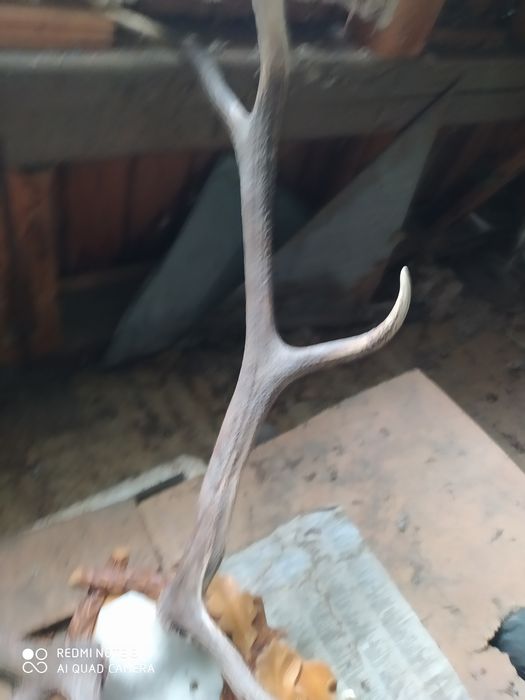 Роги оленя з різьбленою дошкою