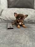 Chihuahua top top