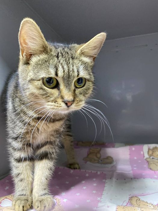 Котёнок, девочка, кошка отдам даром в хорошие руки