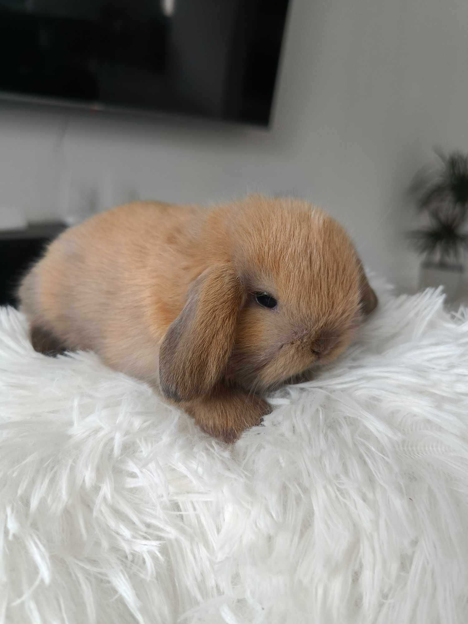 Mini lop karzełek Teddy hodowla zarejestrowana