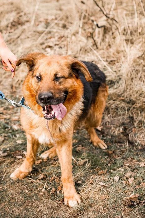 Zjawiskowy Remus w typie owczarka niemieckiego do adopcji!