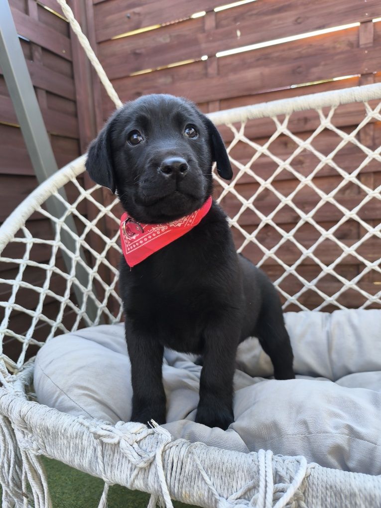 Labrador Retriever czarny samiec Sid gotowy do odbioru