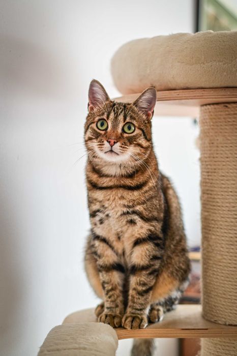 Loluś do adopcji