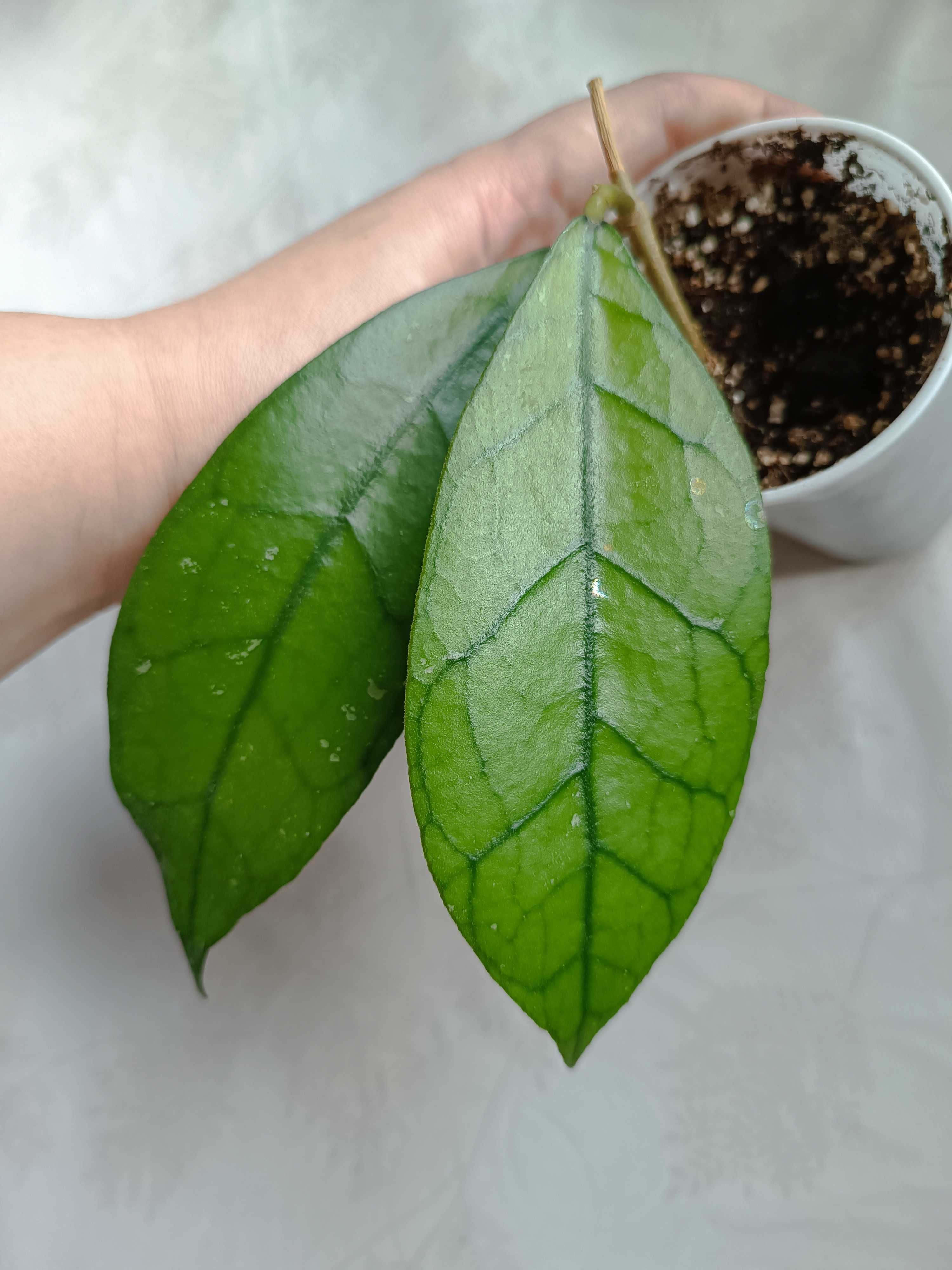 Hoya Clemensiorum sp Borneo Long Leaves