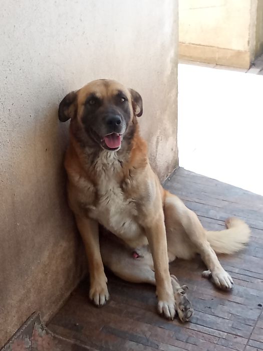 Cão para adotar Excelente guarda