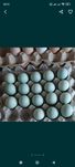 Куры несушки Амераукан+Легбар