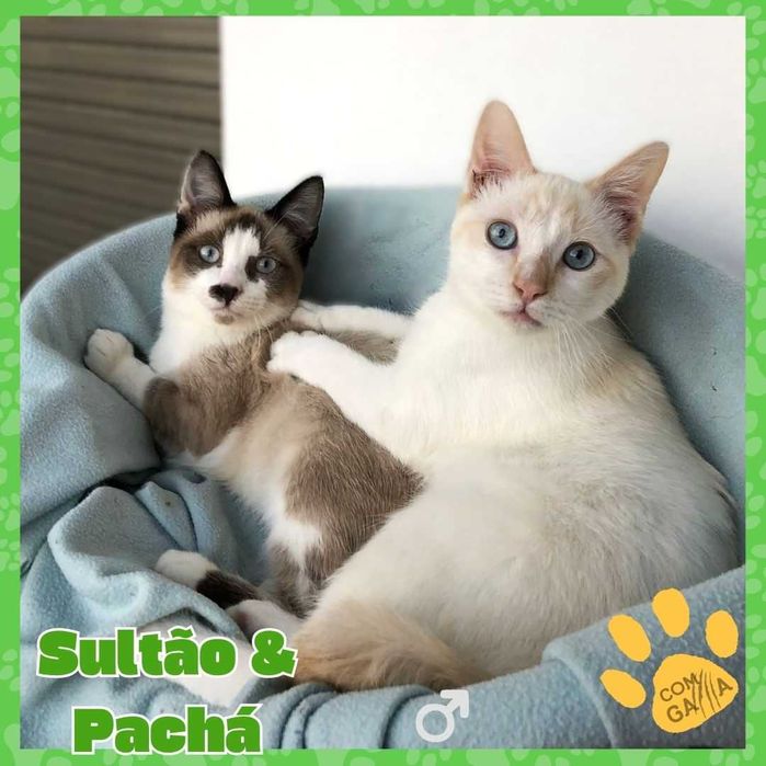 Manos para adoção responsável