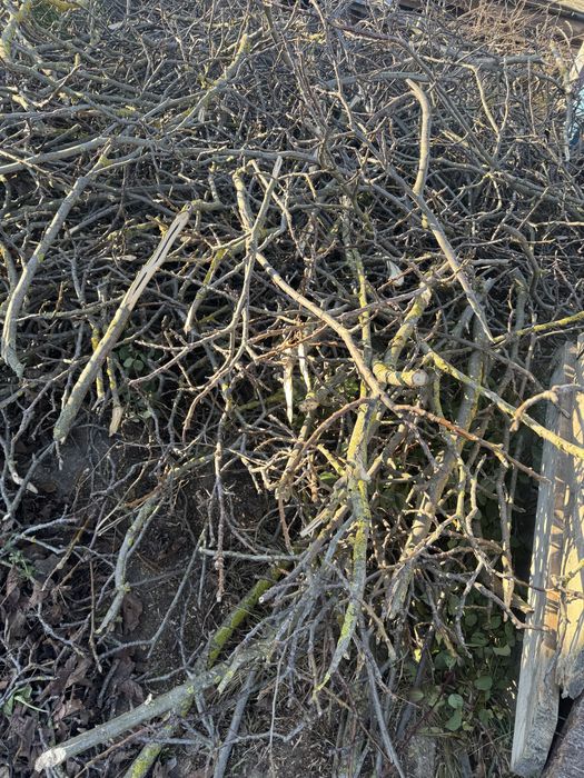 безкоштовно гілки дерев