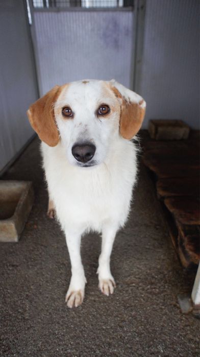 Ani cadela porte medio grande um docinho