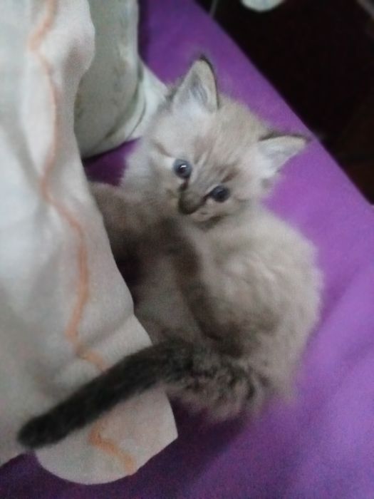 Gato Ragdoll com 2 meses