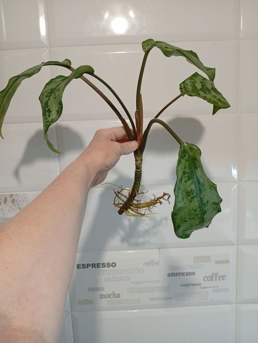 Аглаонема  бегония)